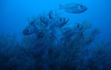 Malediwy - grudzień 2005