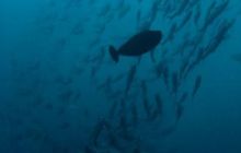 Borneo - lipiec 2006