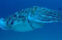 Borneo - lipiec 2006