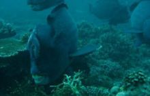 Borneo - lipiec 2006