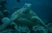 Borneo - lipiec 2006