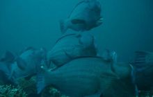 Borneo - lipiec 2006