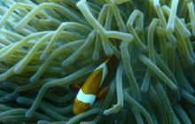 Borneo - lipiec 2006