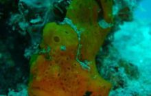 Borneo - lipiec 2006