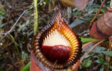 Borneo - lipiec 2006