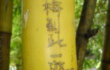 Borneo - lipiec 2006