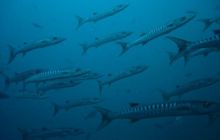 Borneo - lipiec 2006