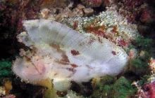 Borneo - lipiec 2006