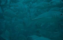 Borneo - lipiec 2006