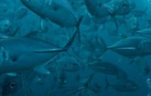 Borneo - lipiec 2006