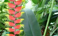 Borneo - lipiec 2006