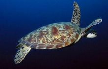 Borneo - lipiec 2006