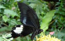 Borneo - lipiec 2006