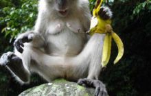 Borneo - lipiec 2006