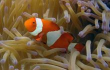 Borneo - lipiec 2006