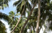 Borneo - lipiec 2006