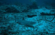 Borneo - lipiec 2006