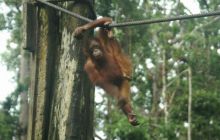 Borneo - lipiec 2006