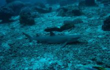 Borneo - lipiec 2006