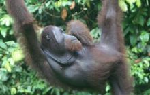 Borneo - lipiec 2006