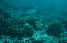 Borneo - lipiec 2006