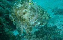 Borneo - lipiec 2006