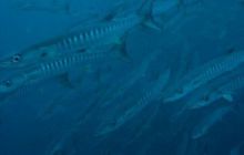 Borneo - lipiec 2006