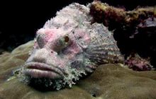 Borneo - lipiec 2006