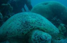 Borneo - lipiec 2006