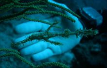 Tajlandia - luty 2007