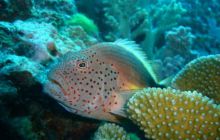 Tajlandia - luty 2007