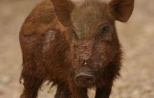 Tajlandia - luty 2007