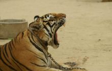 Tajlandia - luty 2007