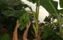 Tajlandia - luty 2007