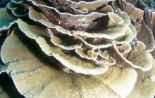 Tajlandia - luty 2007