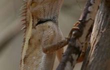 Tajlandia - luty 2007