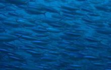 Tajlandia - luty 2007