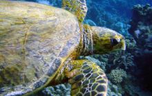 Hurghada - kwiecień 2007