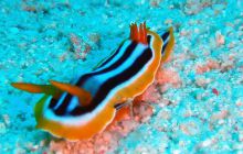 Hurghada - kwiecień 2007