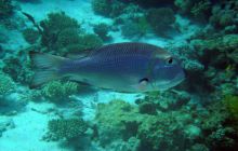 Hurghada - kwiecień 2007