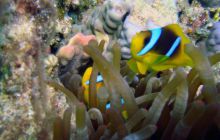 Hurghada - kwiecień 2007