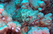 Safari St. Johns + Wraki - maj 2007