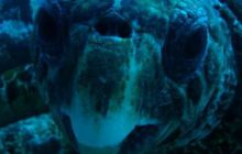 Safari St. Johns + Wraki - maj 2007