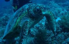 Safari St. Johns + Wraki - maj 2007