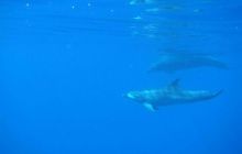 Safari St. Johns + Wraki - maj 2007