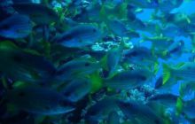 Safari St. Johns + Wraki - maj 2007