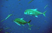 Safari St. Johns + Wraki - maj 2007