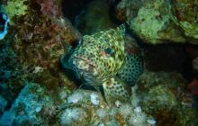 Safari St. Johns + Wraki - maj 2007