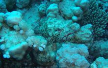 Safari St. Johns + Wraki - maj 2007