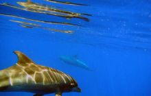 Safari St. Johns + Wraki - maj 2007